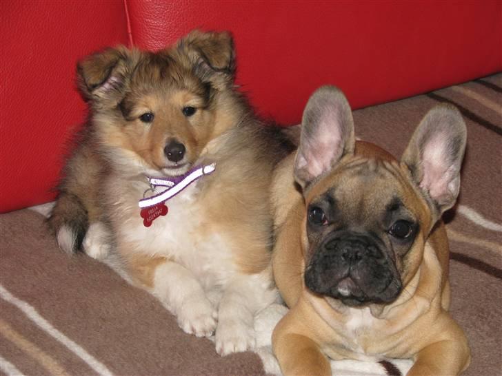 Fransk bulldog Tarzan -r.i.p. 2011 - Freja og Tarzan billede 9