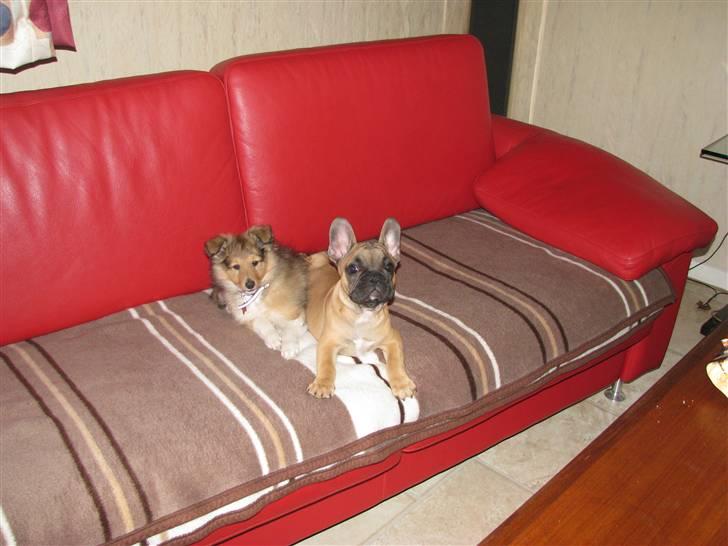 Fransk bulldog Tarzan -r.i.p. 2011 billede 10