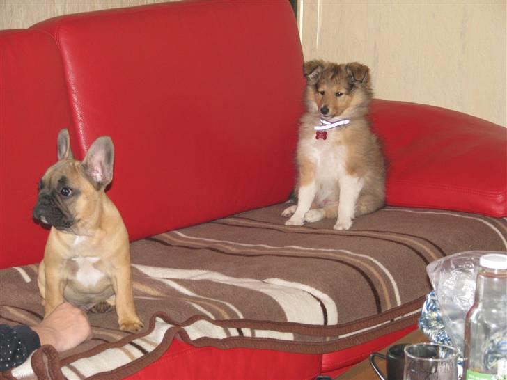 Fransk bulldog Tarzan -r.i.p. 2011 billede 11