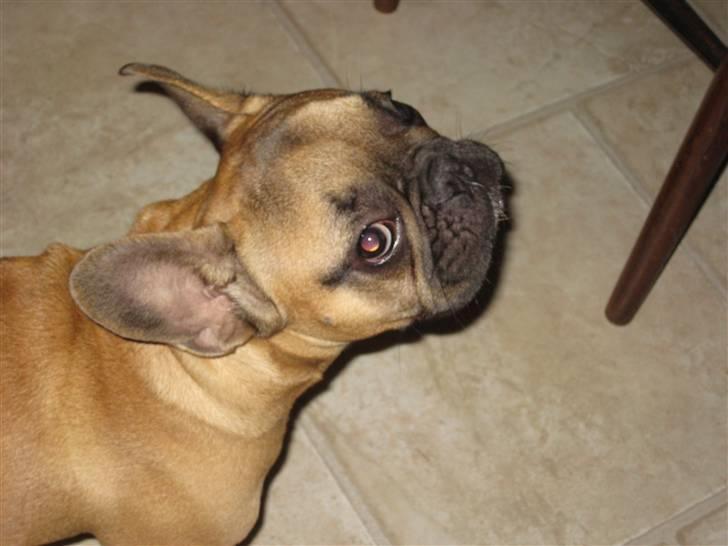 Fransk bulldog Tarzan -r.i.p. 2011 - Okay, ingen is til mig -MANGE tak! billede 12
