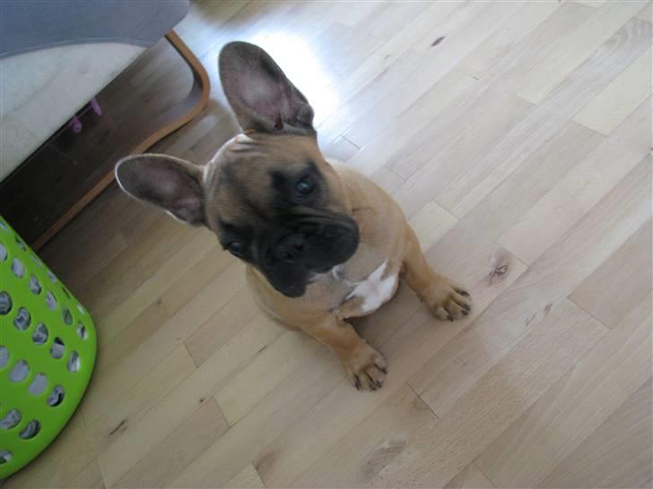 Fransk bulldog Tarzan -r.i.p. 2011 billede 13