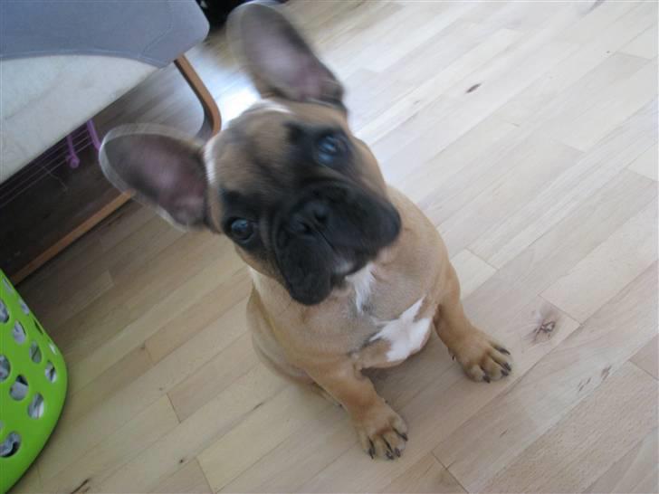 Fransk bulldog Tarzan -r.i.p. 2011 - Så fotogen er jeg :0) billede 14