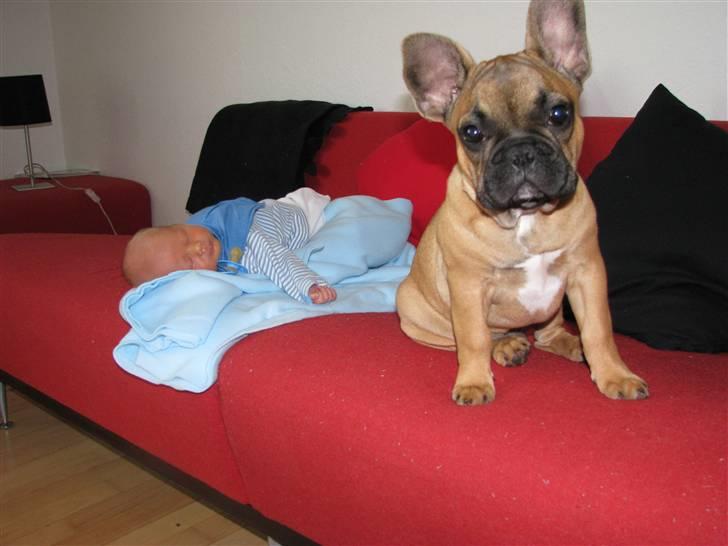 Fransk bulldog Tarzan -r.i.p. 2011 - Tarzan og Møgungen billede 15