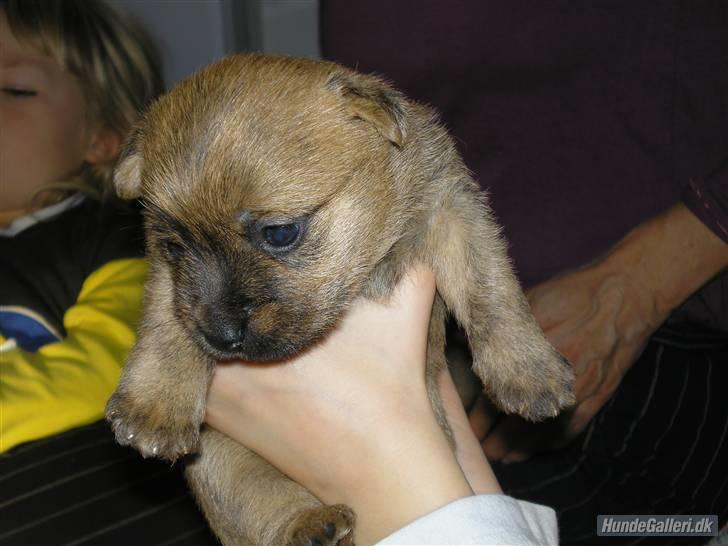 Cairn terrier Sia - Kan i se hvad det var jeg faldt for dengang ? :D billede 5