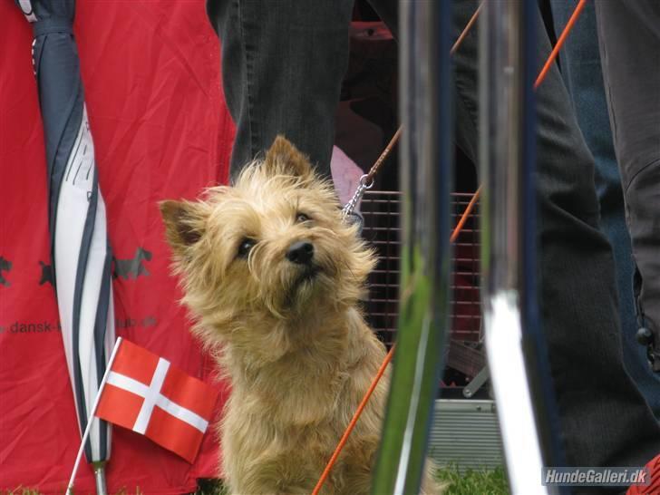 Cairn terrier Sia - Kåring <3 billede 9