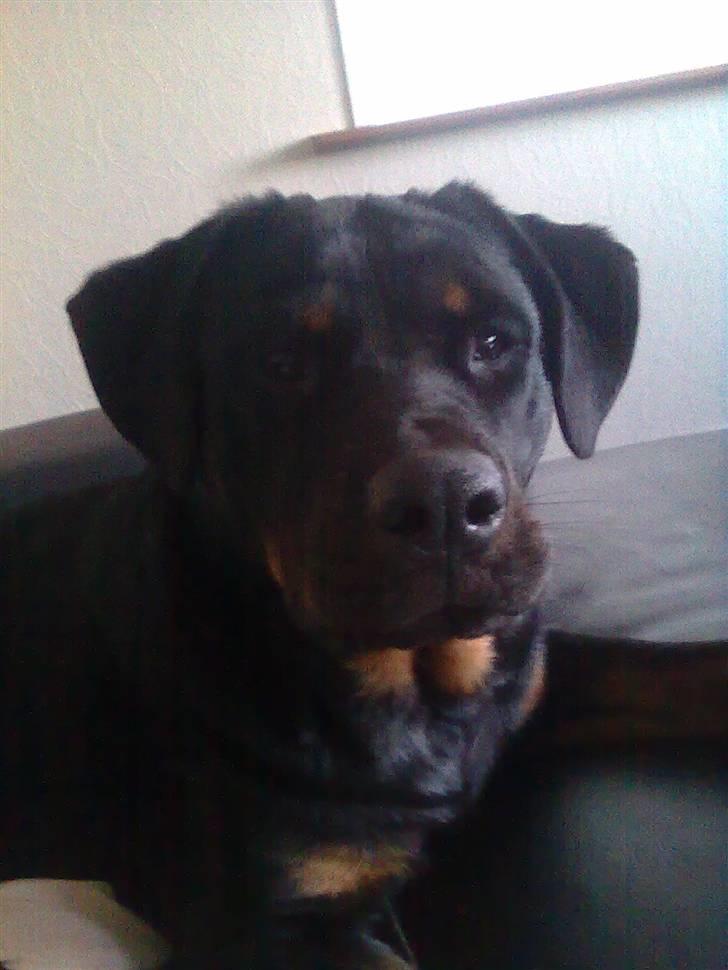 Rottweiler Shirley billede 6