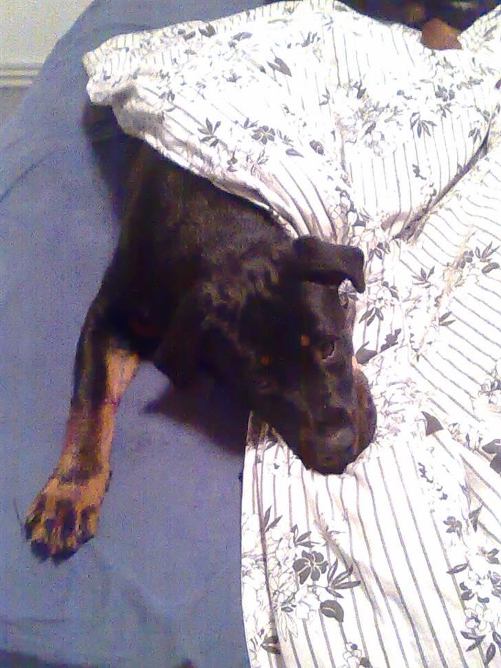 Rottweiler Shirley billede 7