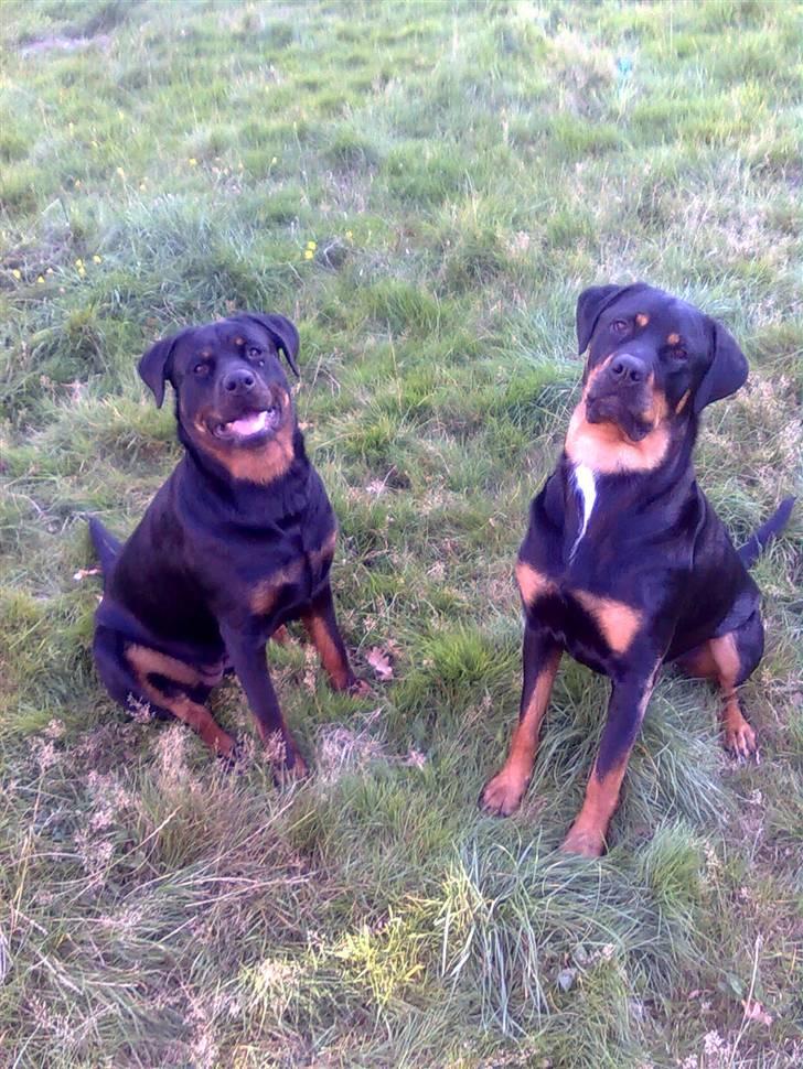 Rottweiler Shirley billede 8
