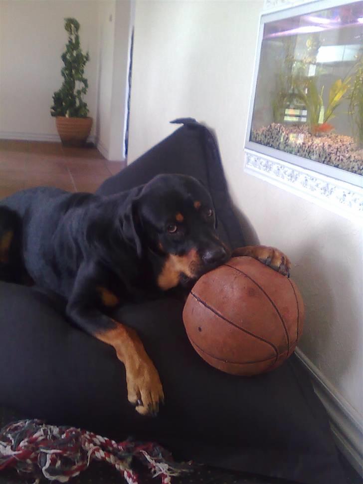 Rottweiler kento billede 7