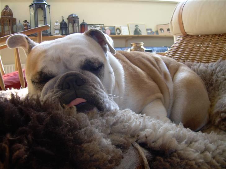 Engelsk bulldog Whiskey - z Mostowego Sadu - Afslapning... billede 3