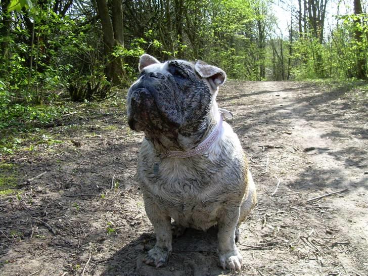 Engelsk bulldog Whiskey - z Mostowego Sadu - Havde du set den mudderpøl?  billede 18