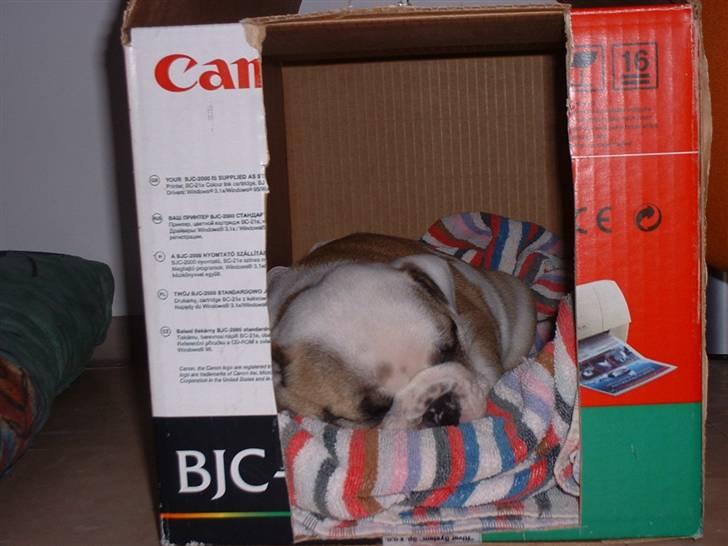 Engelsk bulldog Whiskey - z Mostowego Sadu - Jeg fik en kasse og sove i, min nye "storebror" ville ikke lade mig sove i fred. billede 4