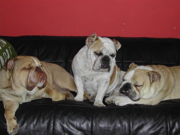 Engelsk bulldog Whiskey - z Mostowego Sadu - Whiskey med de "gamle" drenge, Bassen og Coffey. billede 1