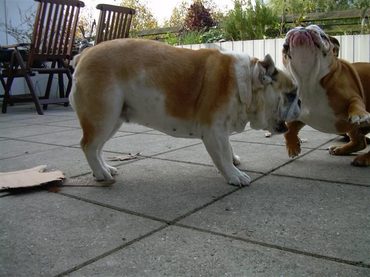 Engelsk bulldog Whiskey - z Mostowego Sadu - Møgunge! Hold op med at drille! billede 5