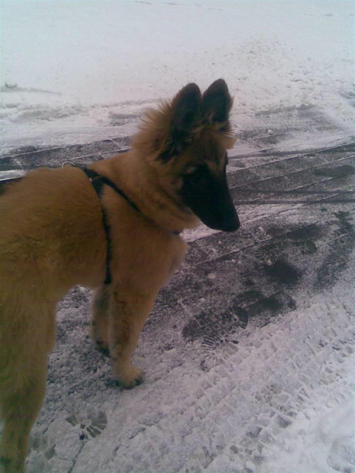 Blanding af racer Chigo - Chigo i sneen, kan ikke vente til der kommer sne igen så han kan hygge sig billede 1
