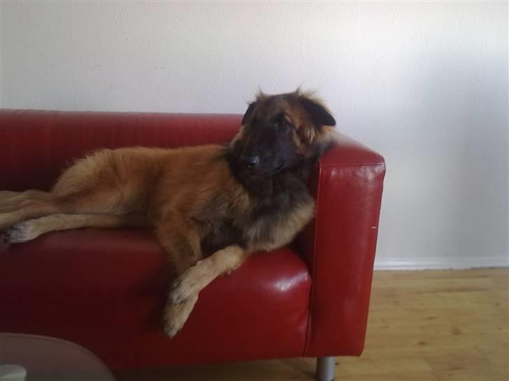 Blanding af racer Chigo - "så er der fodbold i tv´et" billede 3