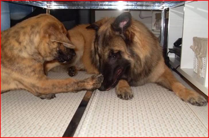 Blanding af racer Chigo - Chigos legekammerat billede 5