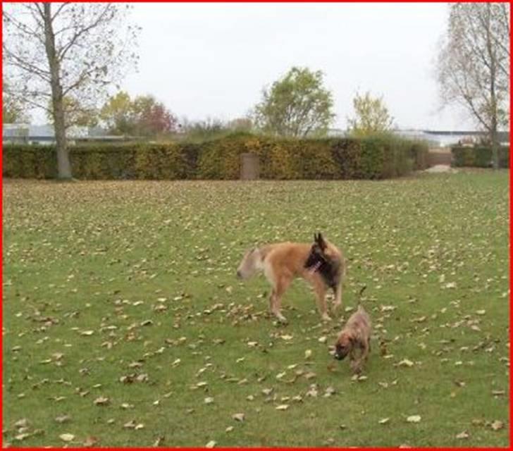 Blanding af racer Chigo - Ud i det fri :) billede 6