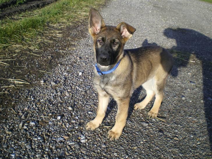 Schæferhund Cartagena Hollie billede 8