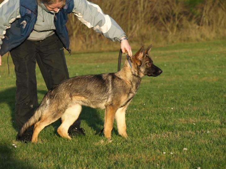 Schæferhund Cartagena Hollie - Tak til Malene Pedersen for billedet billede 9
