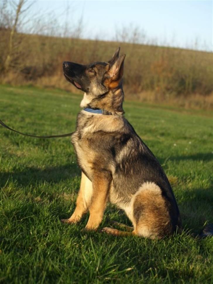 Schæferhund Cartagena Hollie - Tak til Malene Pedersen for billedet billede 10