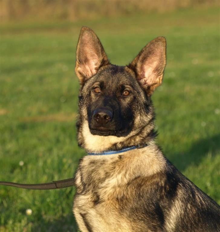 Schæferhund Cartagena Hollie - Tak til Malene Pedersen for billedet billede 11
