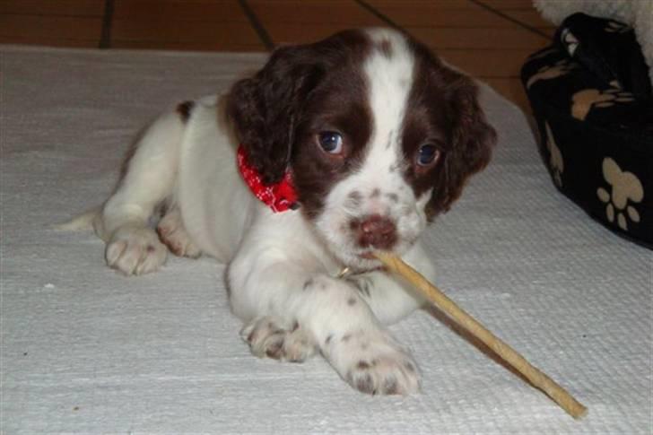 Field Trial spaniel Emma <3 - Emma billede 8