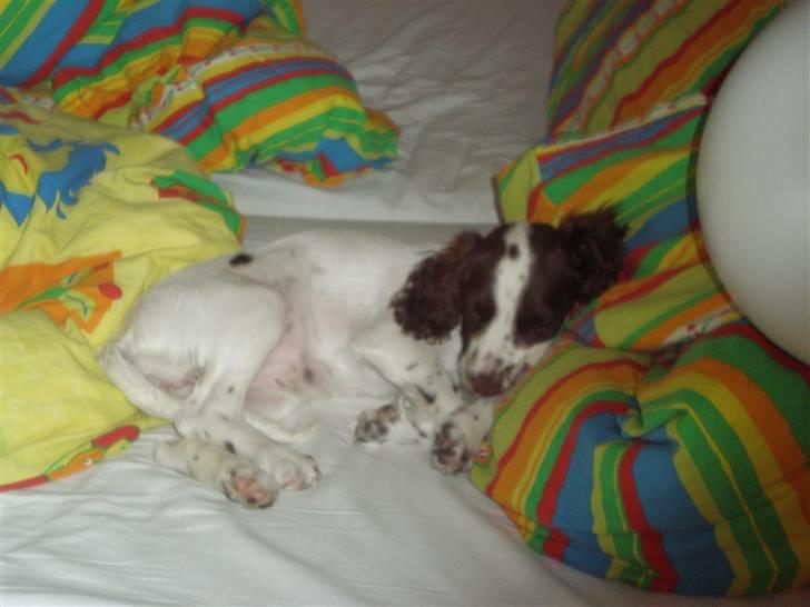 Field Trial spaniel Emma <3 - ZzZzZ billede 9