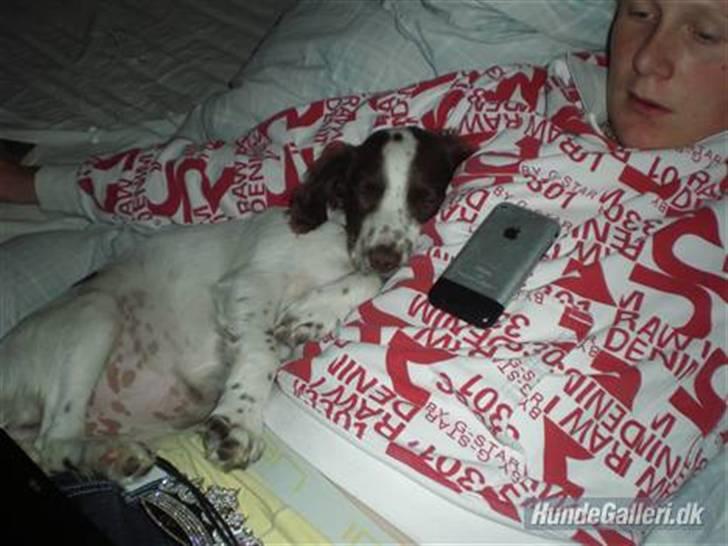 Field Trial spaniel Emma <3 - :D billede 10