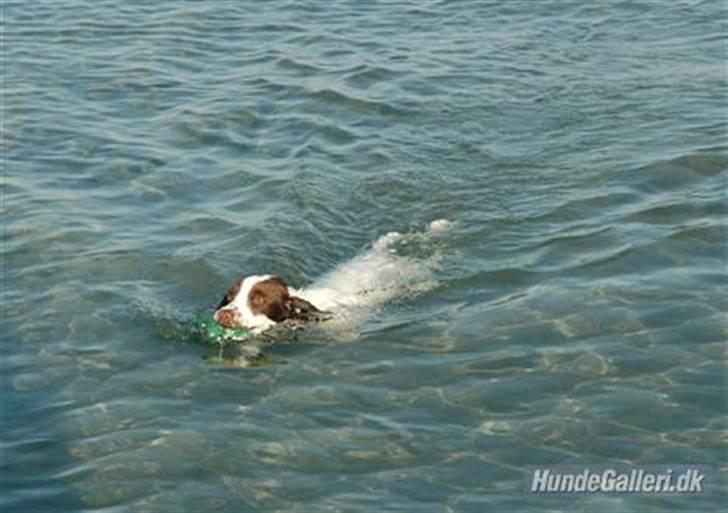 Field Trial spaniel Emma <3 billede 11