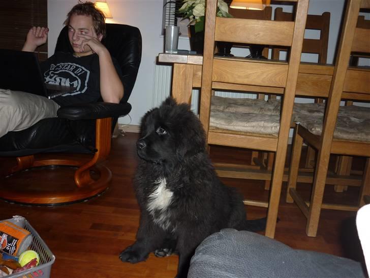 Newfoundlænder Carla  - Jeg sidder stille nu skyd så  billede 12