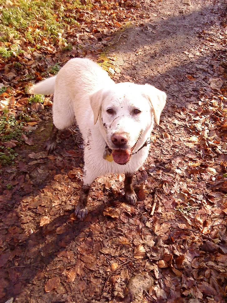 Labrador retriever Max billede 3