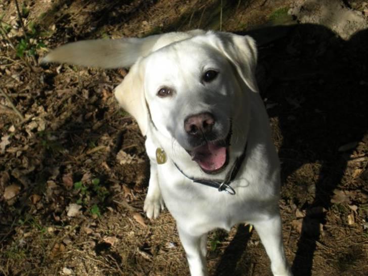 Labrador retriever Max billede 5