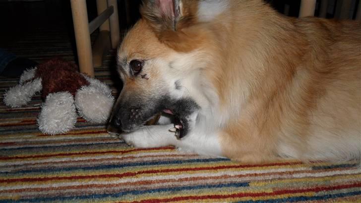 Islandsk fårehund Sælgæti's Una - mullepigen derhjemme:) billede 9