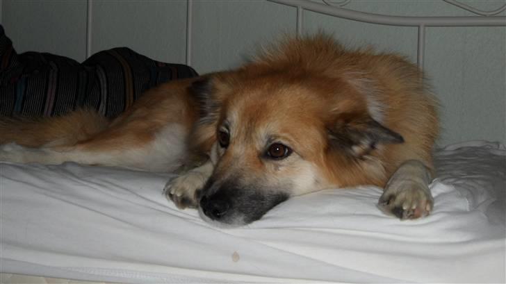 Islandsk fårehund Sælgæti's Una - der er godt at ligge i sengen:) men yndlingsstedet er nu foran vinduet så jeg kan knurre og gø af alle der ser mistænksomme ud;) billede 10