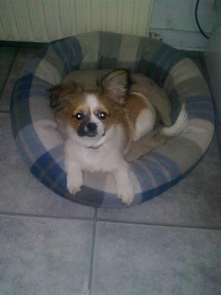 Papillon laika billede 3