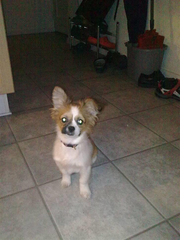 Papillon laika billede 4