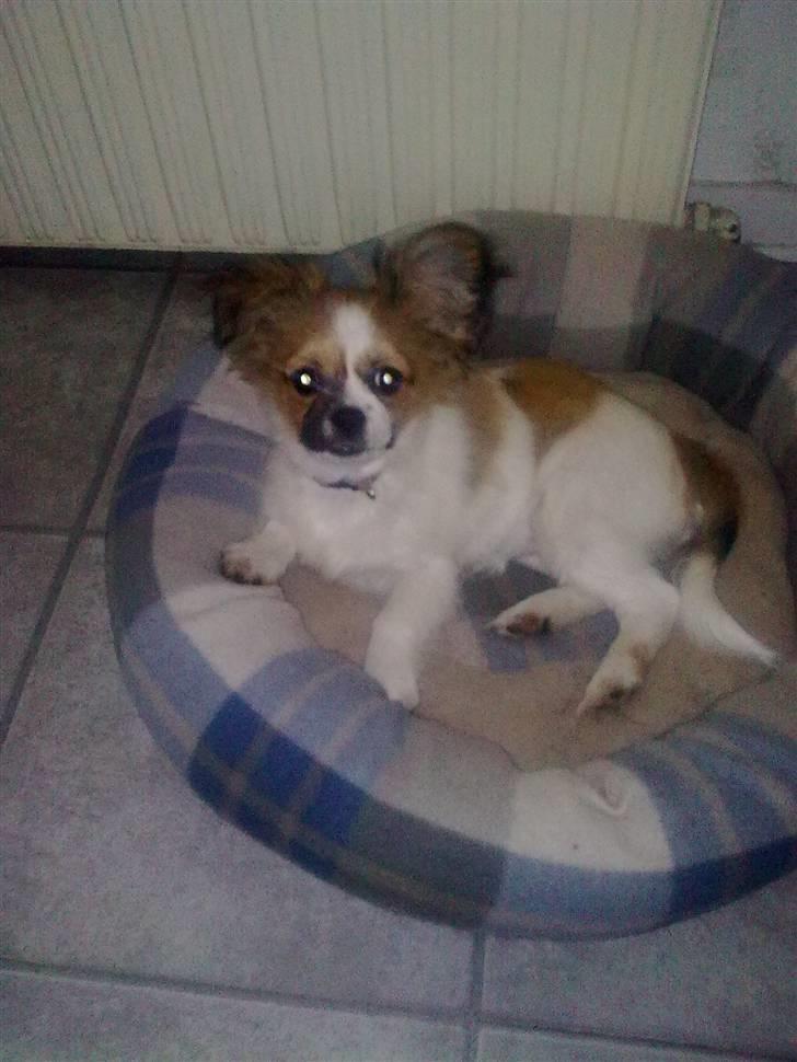 Papillon laika billede 5