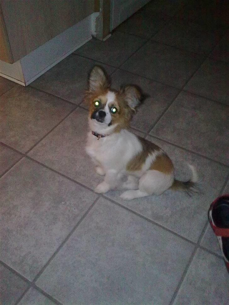 Papillon laika billede 6