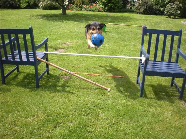 Labrador retriever Max - Her er Maxs bedste ven Sofie <: billede 8