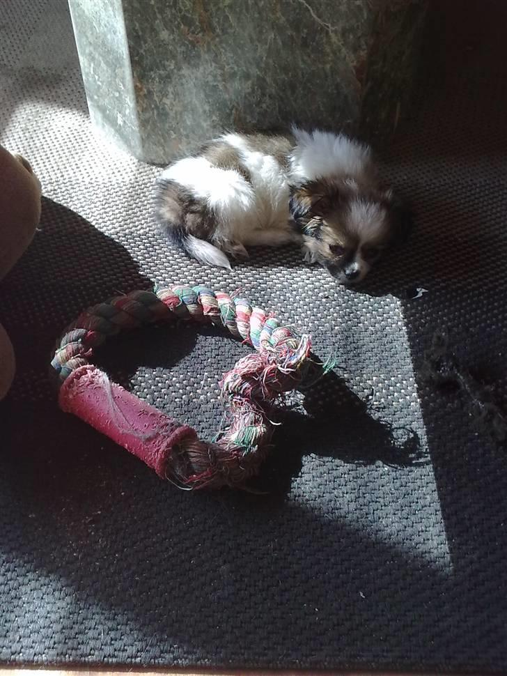 Papillon laika billede 7