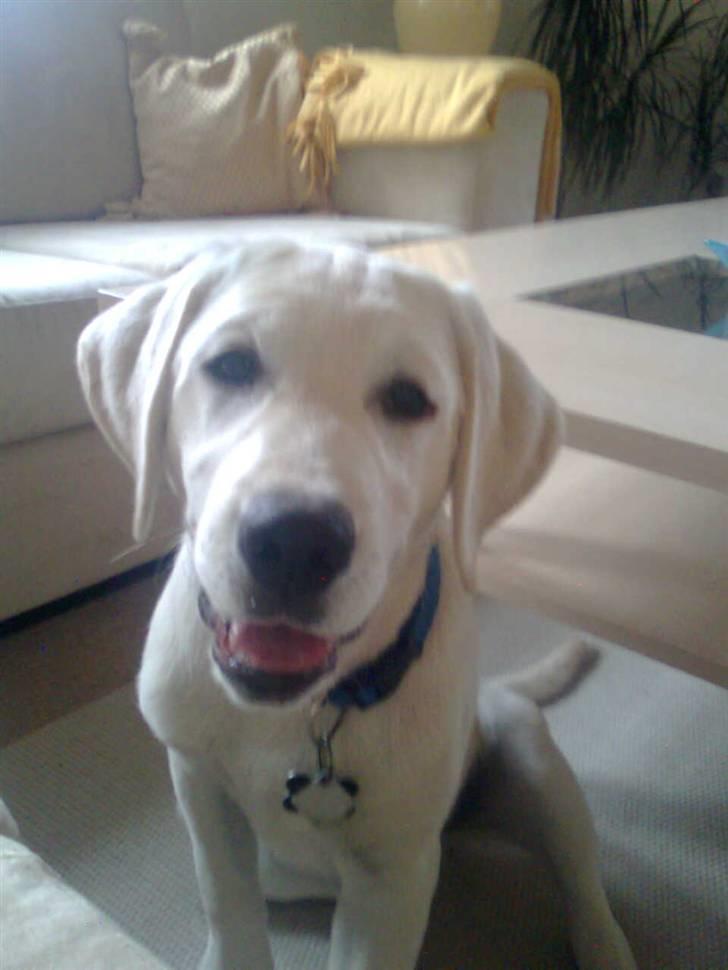 Labrador retriever oskar billede 13