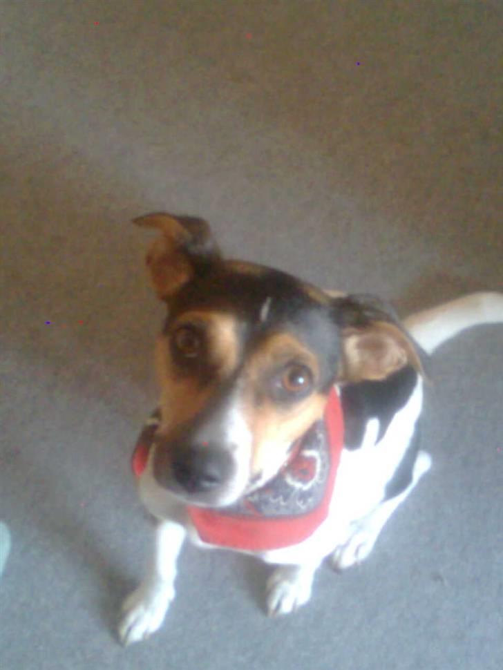 Dansk svensk gaardhund Molly billede 12