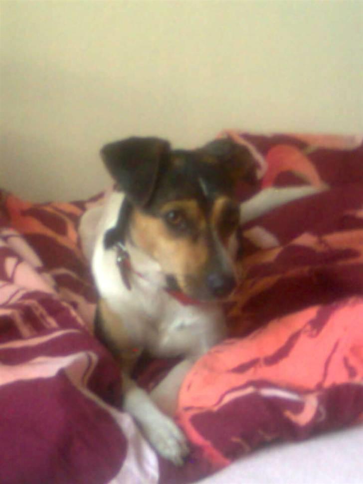 Dansk svensk gaardhund Molly - Molly elsker at ligge i sengen. billede 11