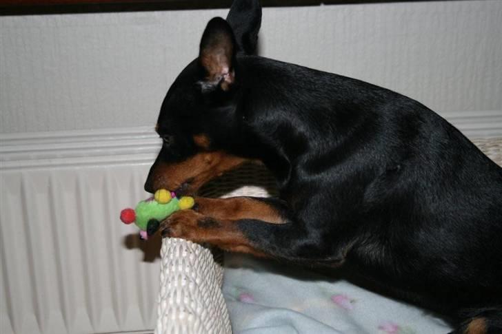 Dvaergpinscher Maxi - Jeg har stjålet en misse ting :0)  jeg tror ikke de opdager det. billede 18