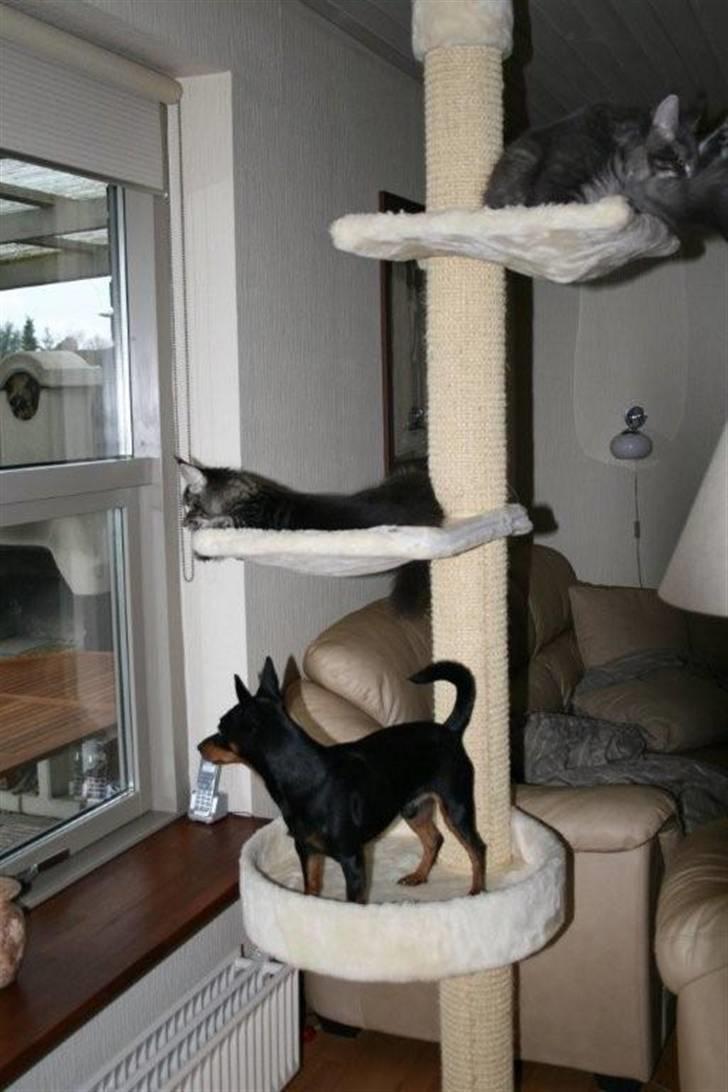 Dvaergpinscher Maxi - Det er en super udkigspost :0) billede 19