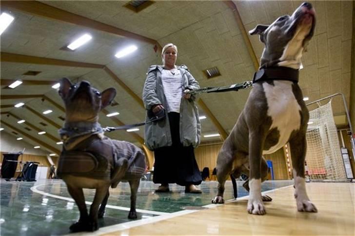 Amerikansk staffordshire terrier Dollar - Mor med Dollar og Baby på udstilling billede 8