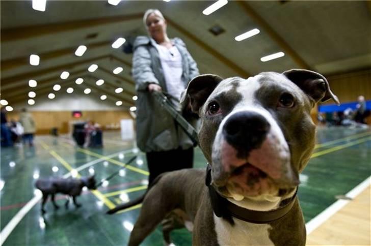 Amerikansk staffordshire terrier Dollar - Klog ser han sku ikke ud :) billede 10