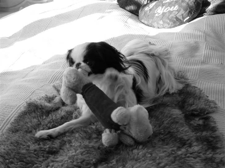 Japanese Spike - Her er der så lige et billede af hvordan ham den dejlige dreng ser ud idag  billede 3