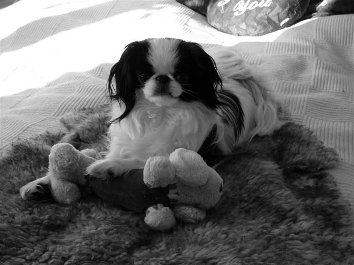 Japanese Spike billede 2